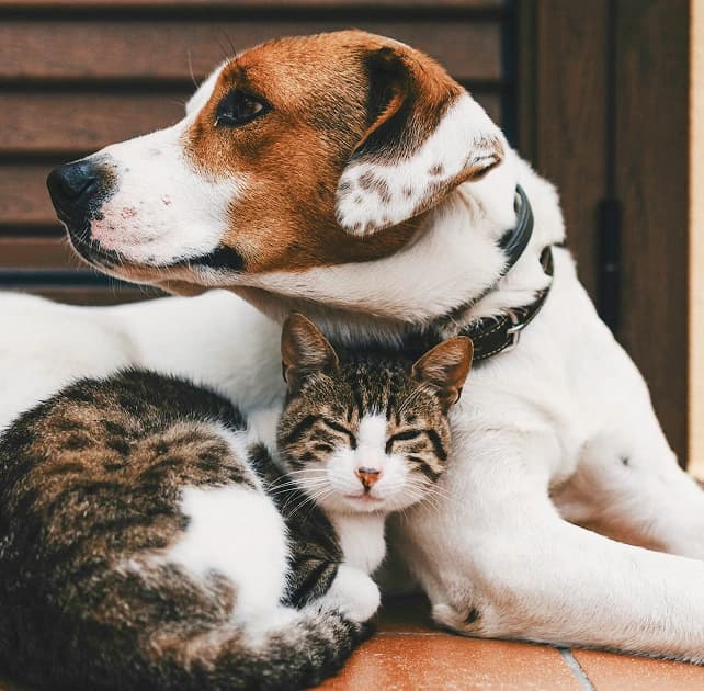 Dog and cat together